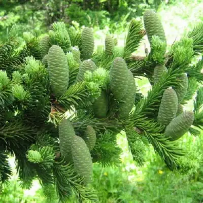 Пихта белая в Бобруйске