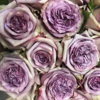 Роза ДОЛЬЧЕТТО чайно-гибридная в Бобруйске