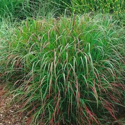 Просо РЕБРАУН прутьевидное в Бобруйске