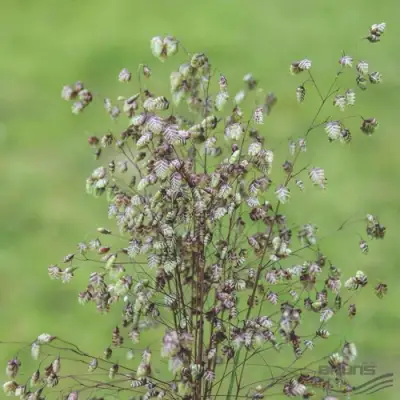 Трясунка средняя в Бобруйске