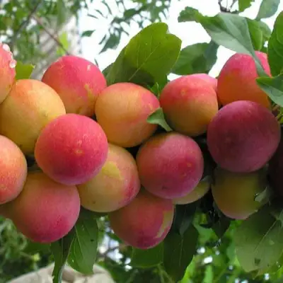 Слива СКОРОПЛОДНАЯ в Бобруйске