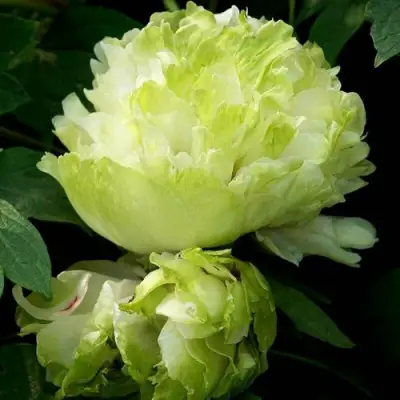 Пион ЗЕЛЕНЫЙ ШАР древовидный в Бобруйске