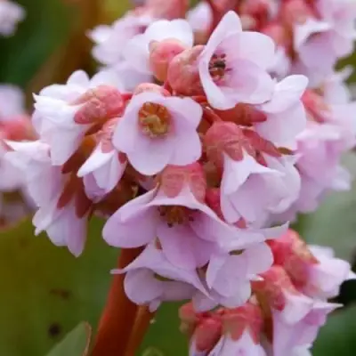 Бадан БЭБИ ДОЛЛ в Бобруйске