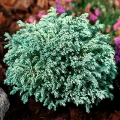 Кипарисовик БЕБИ БЛЮ горохоплодный в Бобруйске