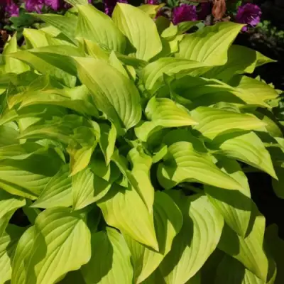 Хоста ХИДОН САНСЕТ в Бобруйске