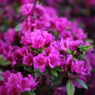 Азалия ГЕЙША ПЕРПЛ японская в Бобруйске