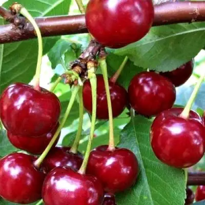 Дюк ШПАНКА ДОНЕЦКАЯ в Бобруйске