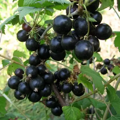 Смородина чёрная ШАРОВИДНАЯ в Бобруйске