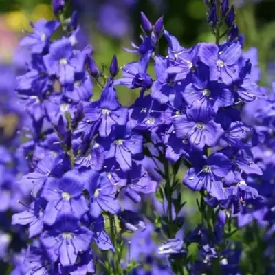 Вероника австрийская в Бобруйске