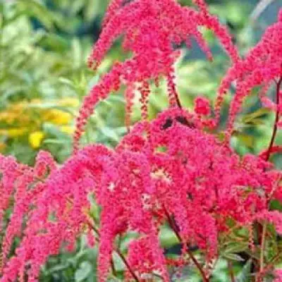 Астильба РЕД ЧАРМ Арендса в Бобруйске