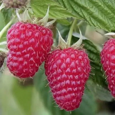 Малина ТУЛАМИН в Бобруйске