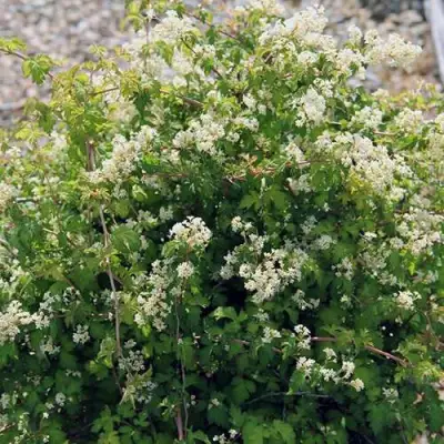 Стефанандра КРИСПА надрезаннолистная в Бобруйске