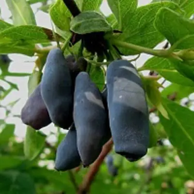 Жимолость съедобная ЧУЛЫМСКАЯ в Бобруйске