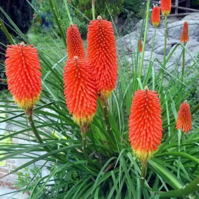 Книфофия БЕНГАЛ ФАЕР гибридная в Бобруйске