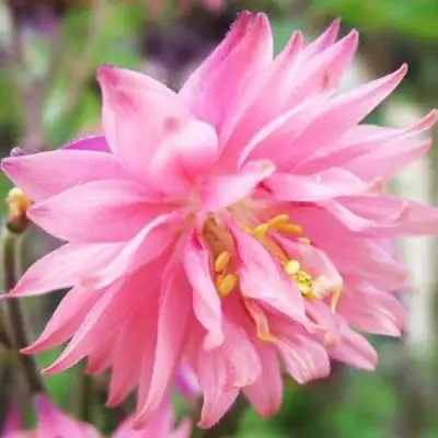 Аквилегия БАРЛОУ ПИНК гибрид МакКаны в Бобруйске