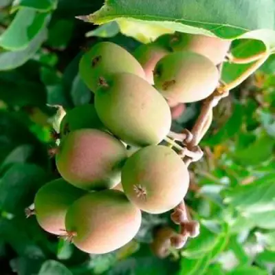 Актинидия ГИБРИДНАЯ КОЛБАСИНОЙ в Бобруйске