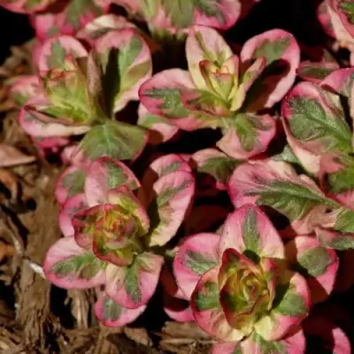 Вербейник АЛЕКСАНДР точечный в Бобруйске