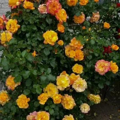 Роза САХАРА плетистая в Бобруйске