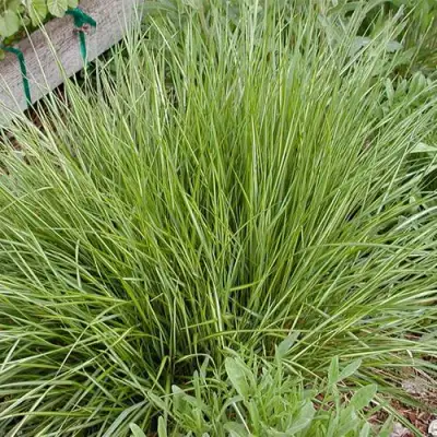 Вейник АВАЛАНШ остроцветковый в Бобруйске