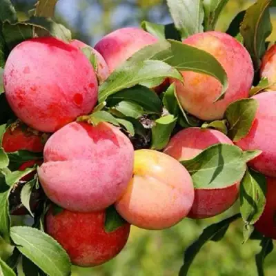 Слива ФАВОРИТЕ ДЕ СУЛТАНО в Бобруйске