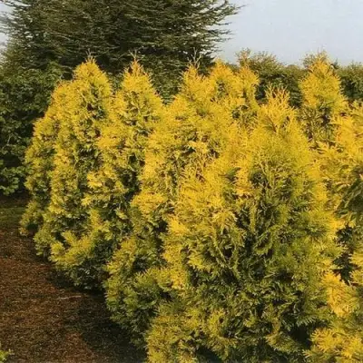 Туя ЕВРОПА ГОЛД западная в Бобруйске