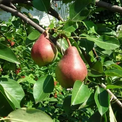 Груша РУМЯНАЯ КЕДРИНА в Бобруйске