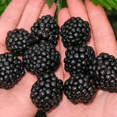 Ежевика ДЖАМБО бесшипная  в Бобруйске