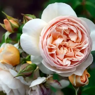 Роза ДЖУЛЬЕТТА английская в Бобруйске