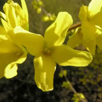 Форзиция ФОРЧУНА в Бобруйске