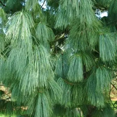 Сосна гриффита в Бобруйске