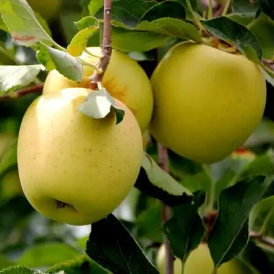 Яблоня ГОЛДЕН ВЛАДИМИРСКИЙ в Бобруйске