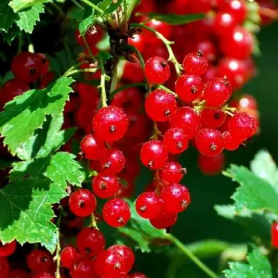 Смородина красная НЕНАГЛЯДНАЯ в Бобруйске