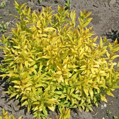 Бирючина АУРЕА обыкновенная в Бобруйске