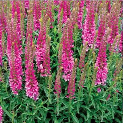 Вероника РОНИКА ФУКСИЯ в Бобруйске