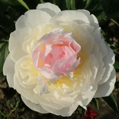 Пион БЛАШ КВИН травянистый в Бобруйске