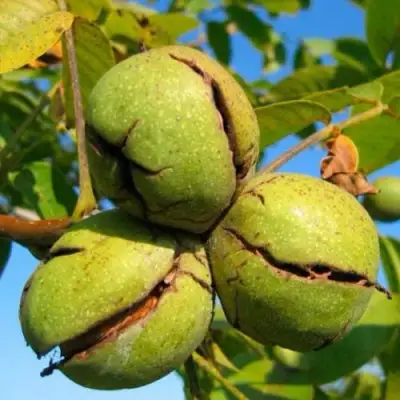 Грецкий орех ПИНСКИЙ в Бобруйске