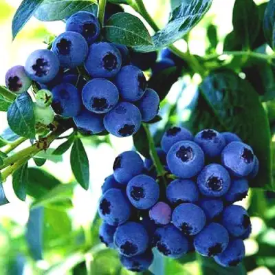 Голубика РЕКА в Бобруйске