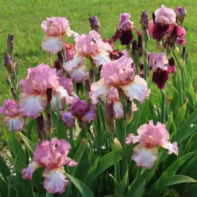 Ирис БЛАШИНГ ПИНК бородатый в Бобруйске