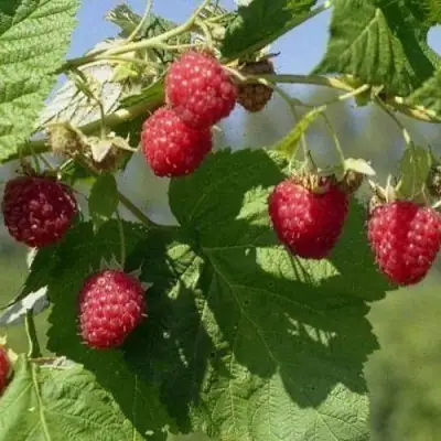 Малина КОЛОКОЛЬЧИК в Бобруйске