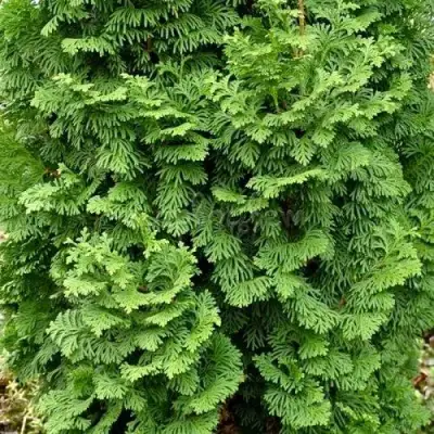 Туя СПИРАЛИС МИНИ западная в Бобруйске