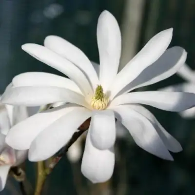 Магнолия РОЯЛ СТАР в Бобруйске