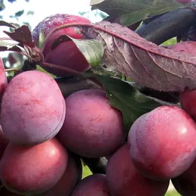 Слива ПАННА в Бобруйске