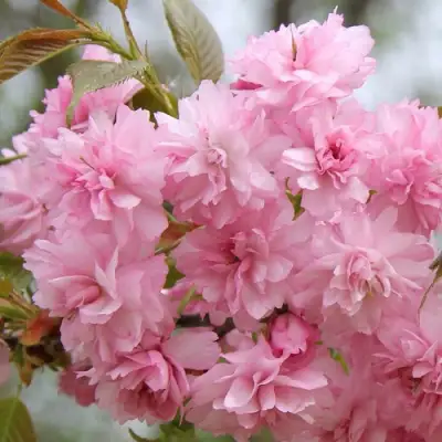 Сакура РОЗЕА ПЛЕНА в Бобруйске