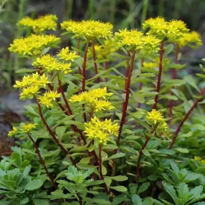 Очиток (седум) ИММЕРГРЮНХЕН в Бобруйске