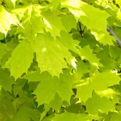 Клен ПРИНСЕТОН ГОЛД остролистный в Бобруйске