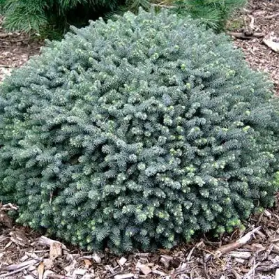 Ель ЭХИНИФОРМИС сизая в Бобруйске