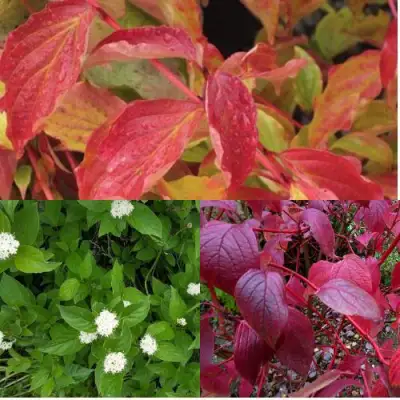 Комплект СЕВЕРНОЕ СИЯНИЕ в Бобруйске