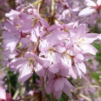 Сакура ПЕНДУЛА РУБРА в Бобруйске
