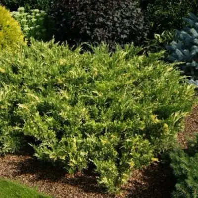 Можжевельник ВАРИЕГАТА казацкий  в Бобруйске