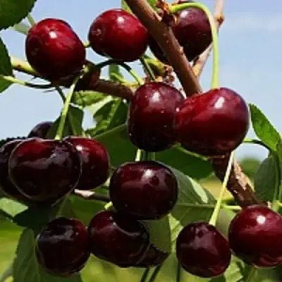 Вишня РОВЕСНИЦА в Бобруйске